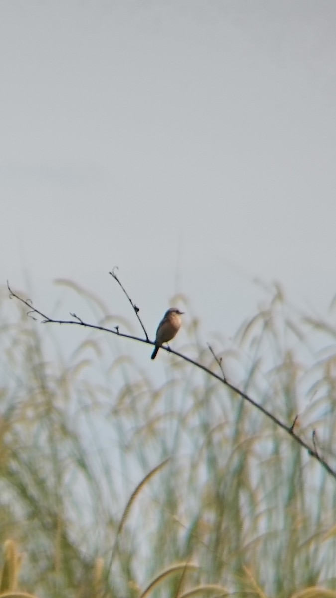 Siberian Stonechat - ML644012041
