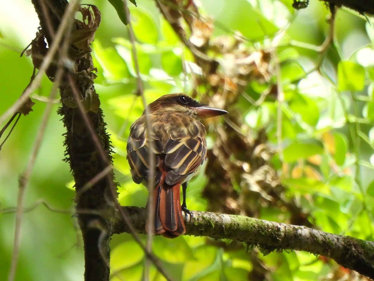 Streaked Flycatcher - ML644012044