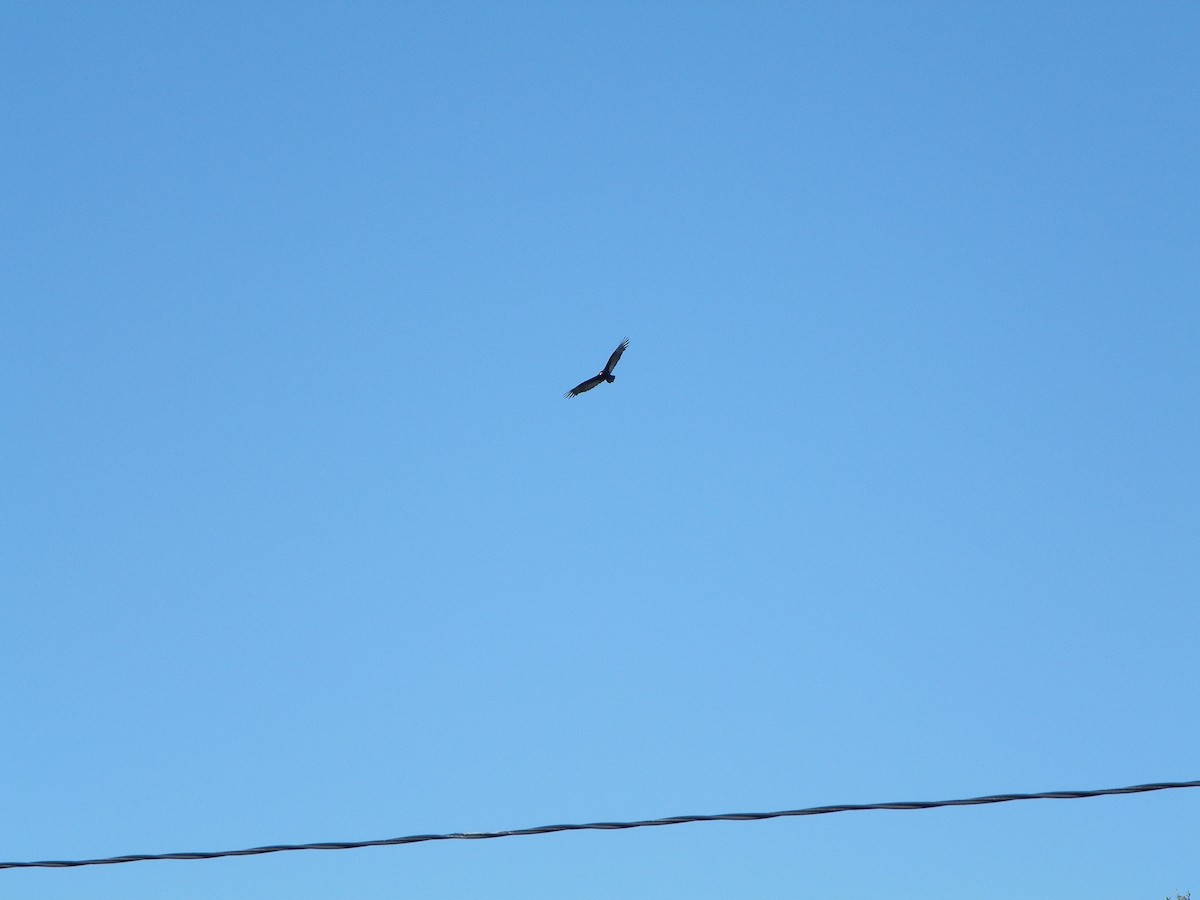 Катарта-индейка - ML644012074