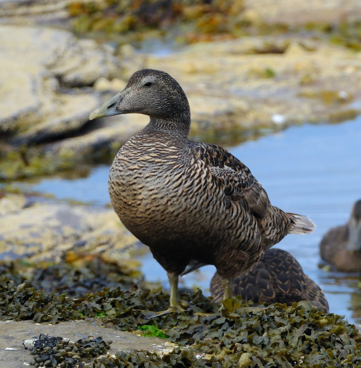 Eider à duvet - ML644012121