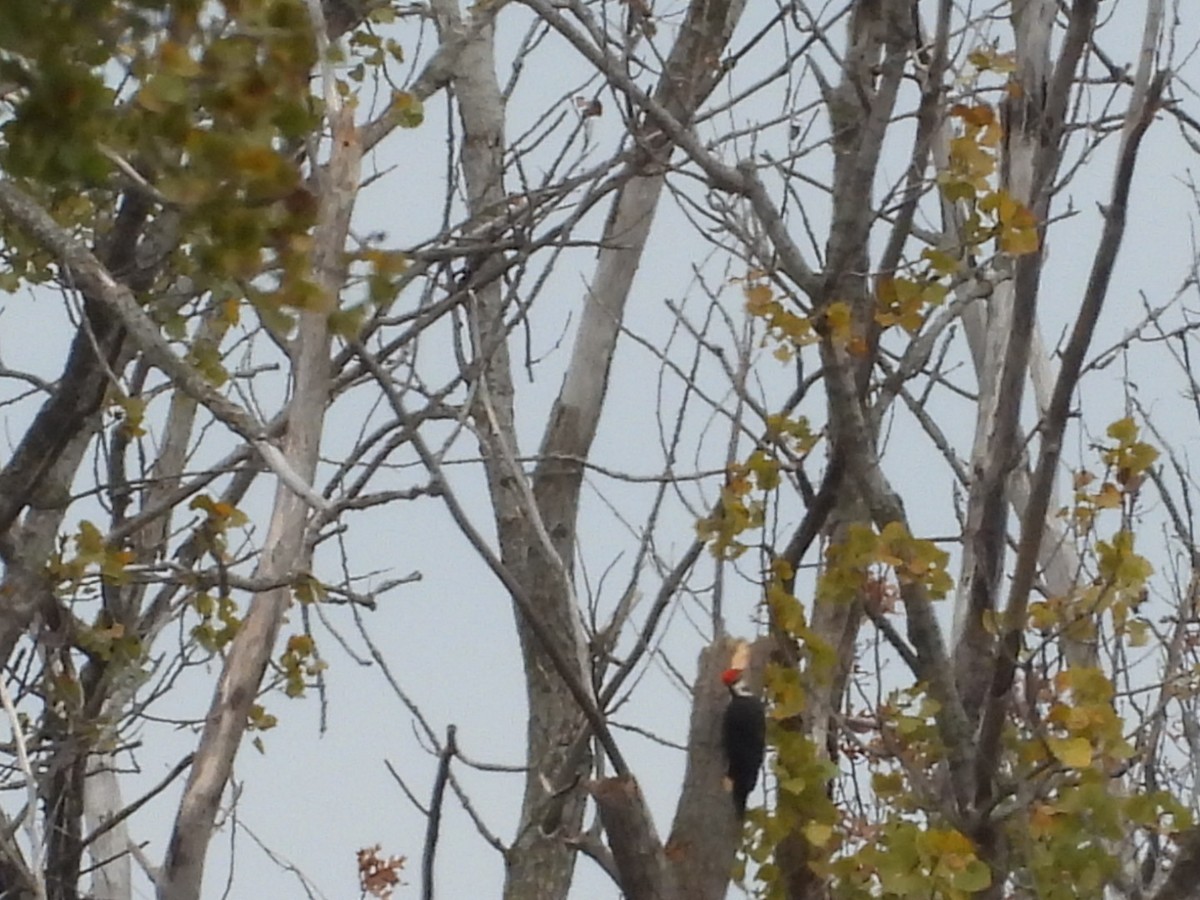 Pileated Woodpecker - ML644012140