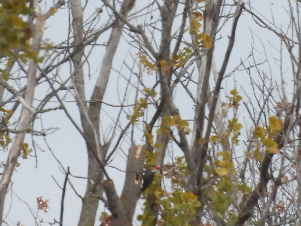 Pileated Woodpecker - ML644012141