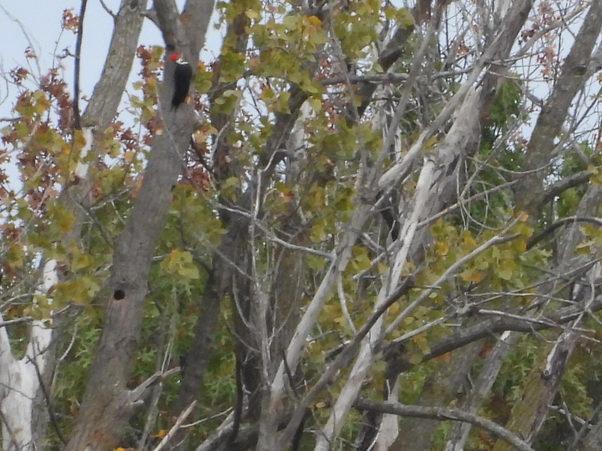 Pileated Woodpecker - ML644012142