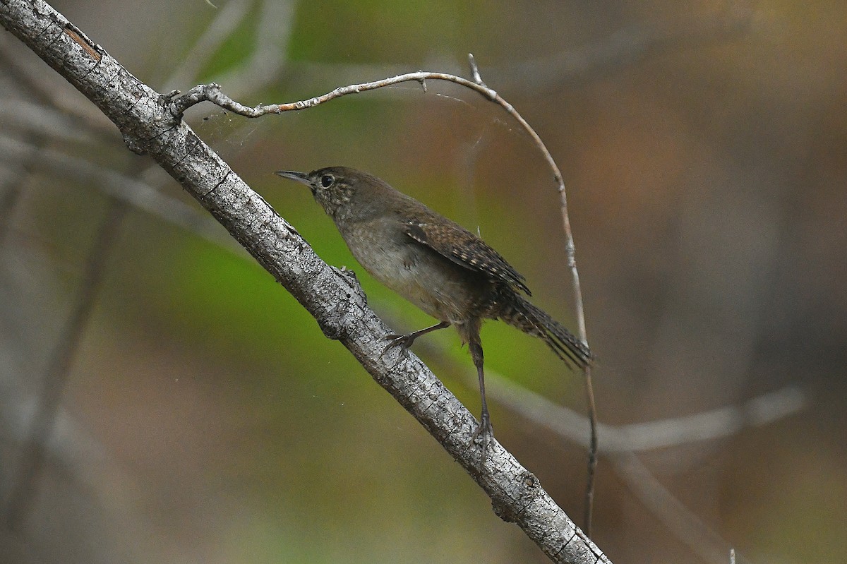 Northern House Wren - ML644012147