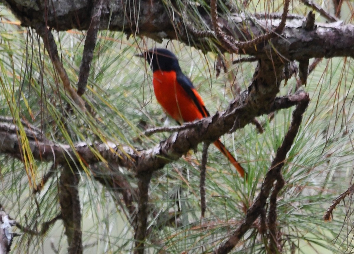 Long-tailed Minivet - ML644012179
