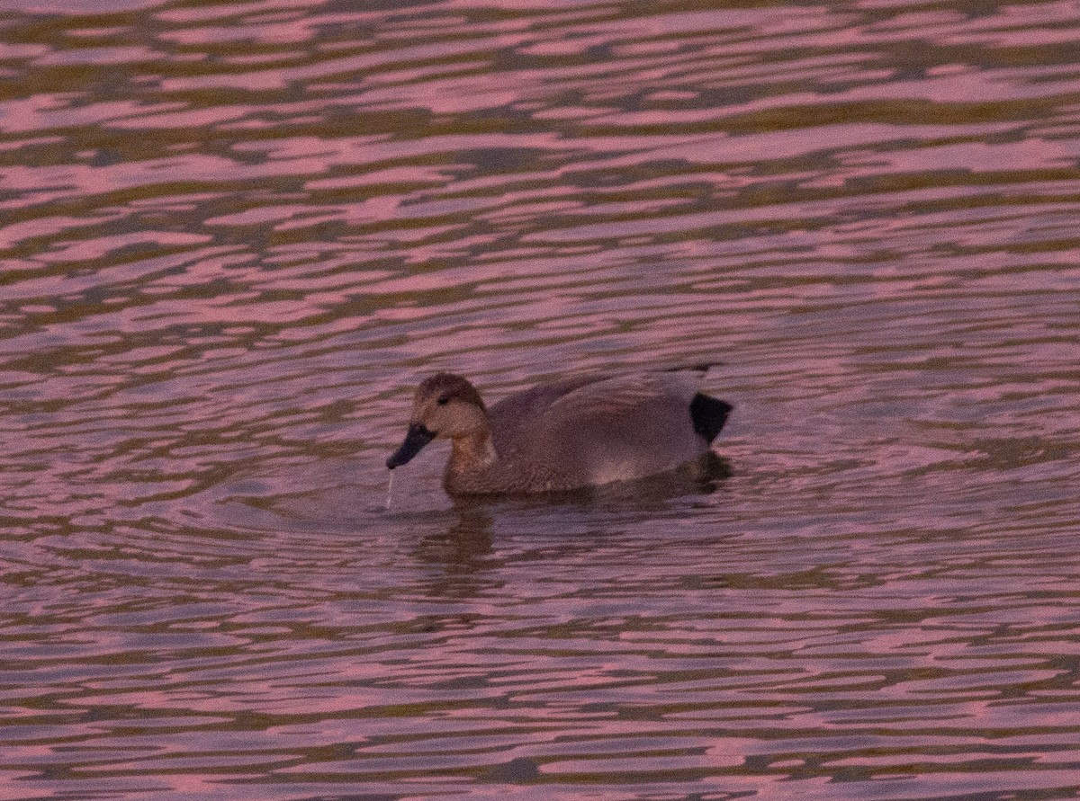 Gadwall - ML644012187