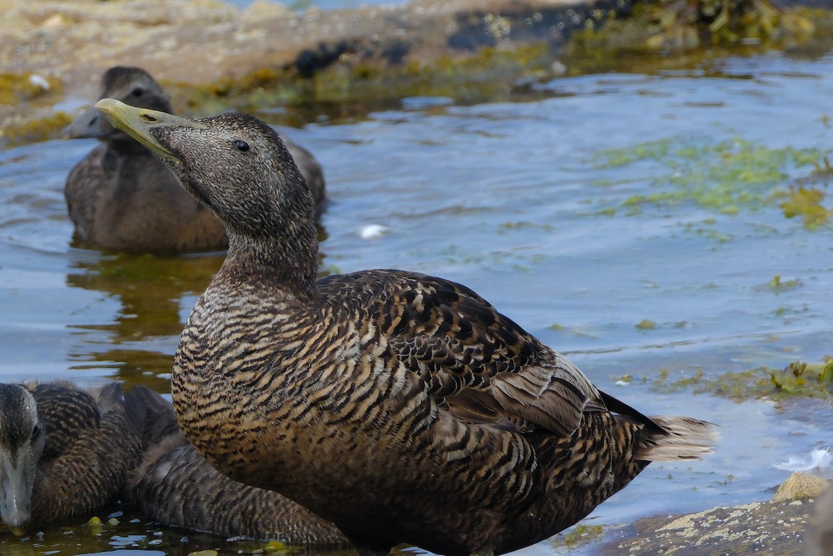 Eider à duvet - ML644012188