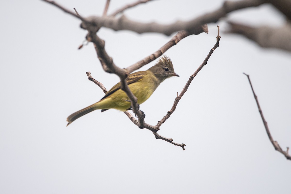 Yellow-bellied Elaenia - ML644012189