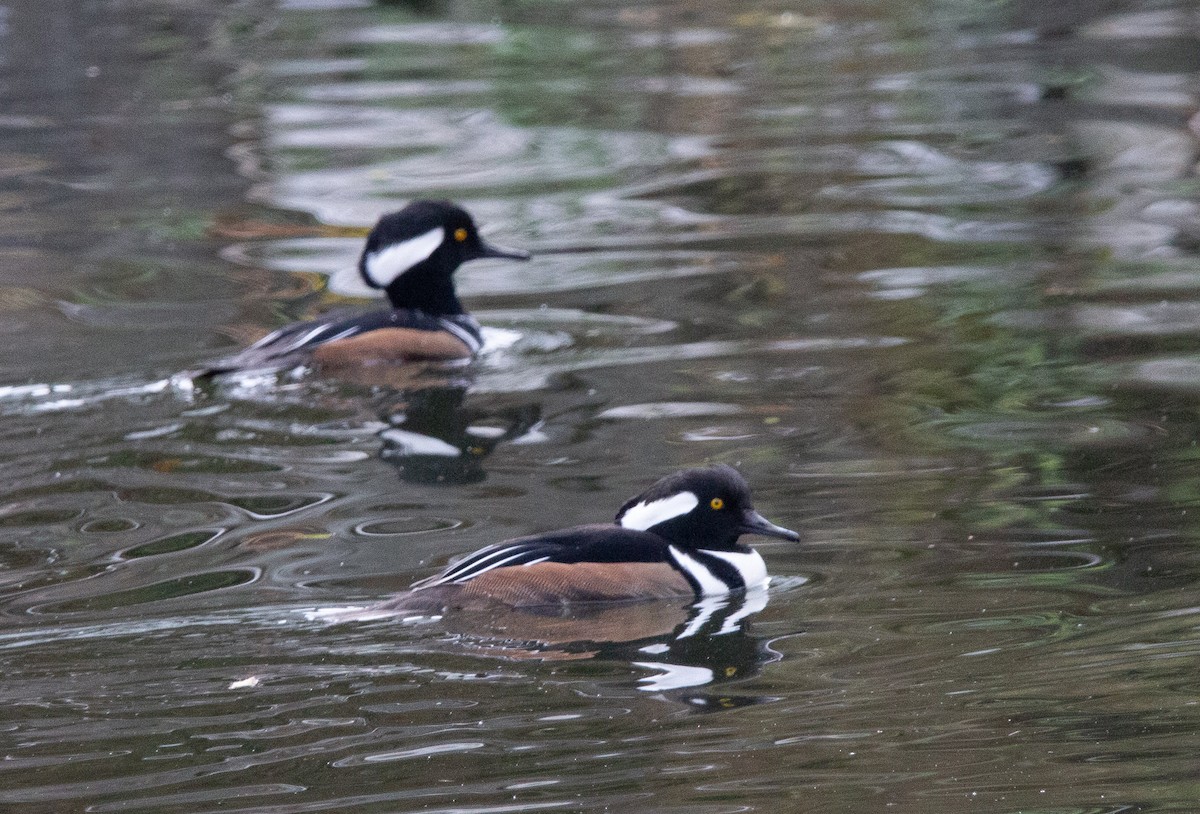 Hooded Merganser - ML644012217