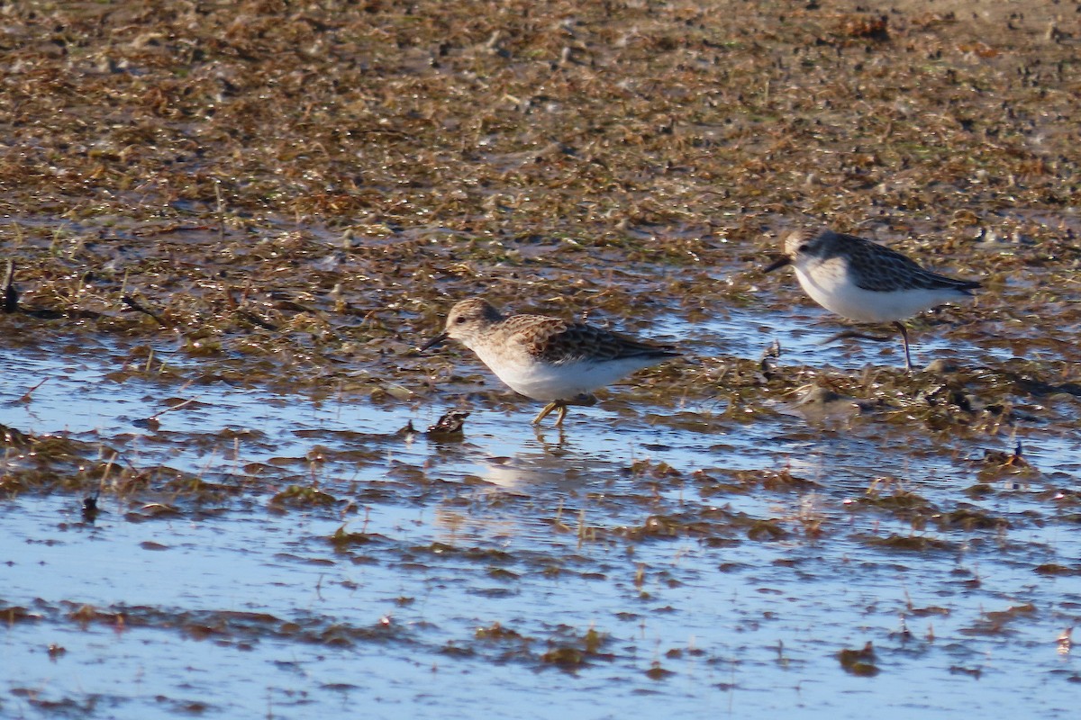 Least Sandpiper - ML644012222
