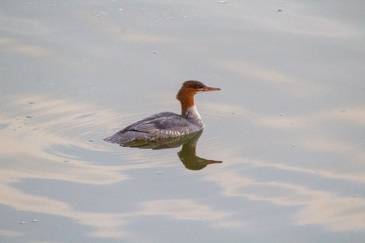 Common Merganser - ML644012225