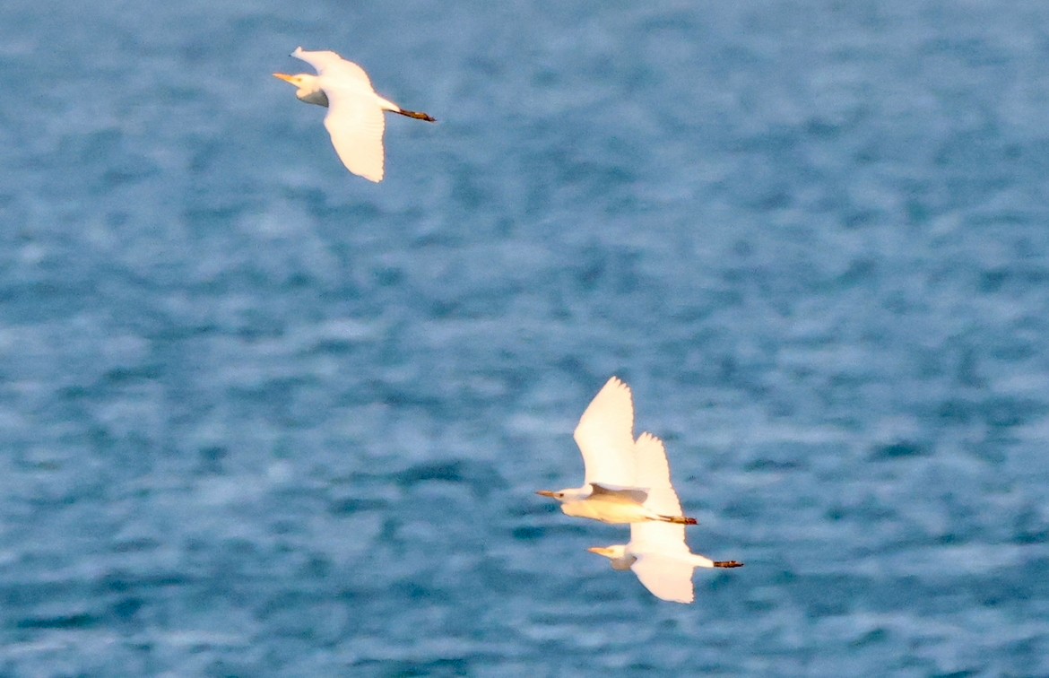 Western Cattle-Egret - ML644012226