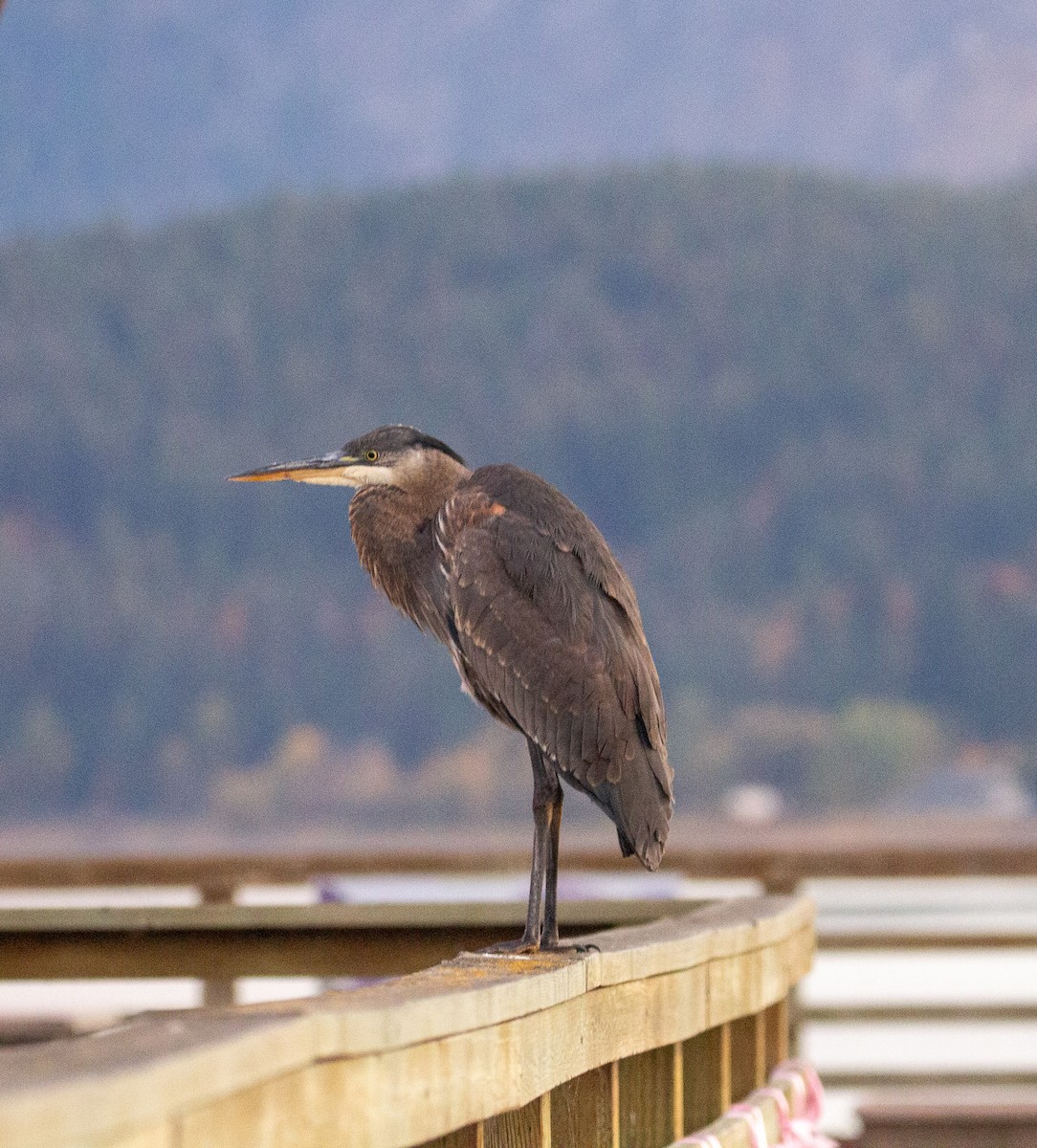 Great Blue Heron - ML644012238