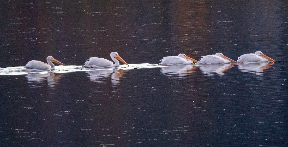American White Pelican - ML644012250