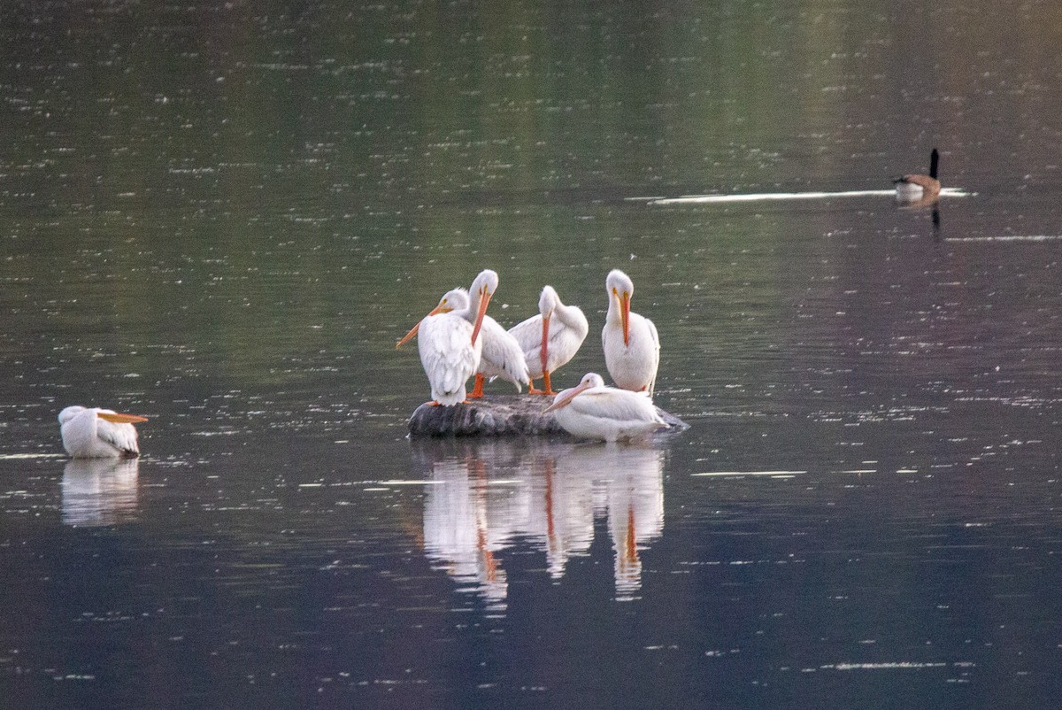 American White Pelican - ML644012251