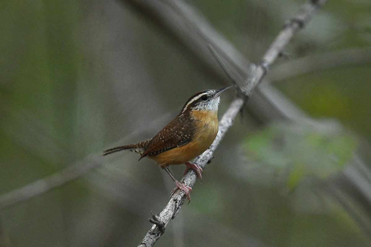 Carolina Wren - ML644012252