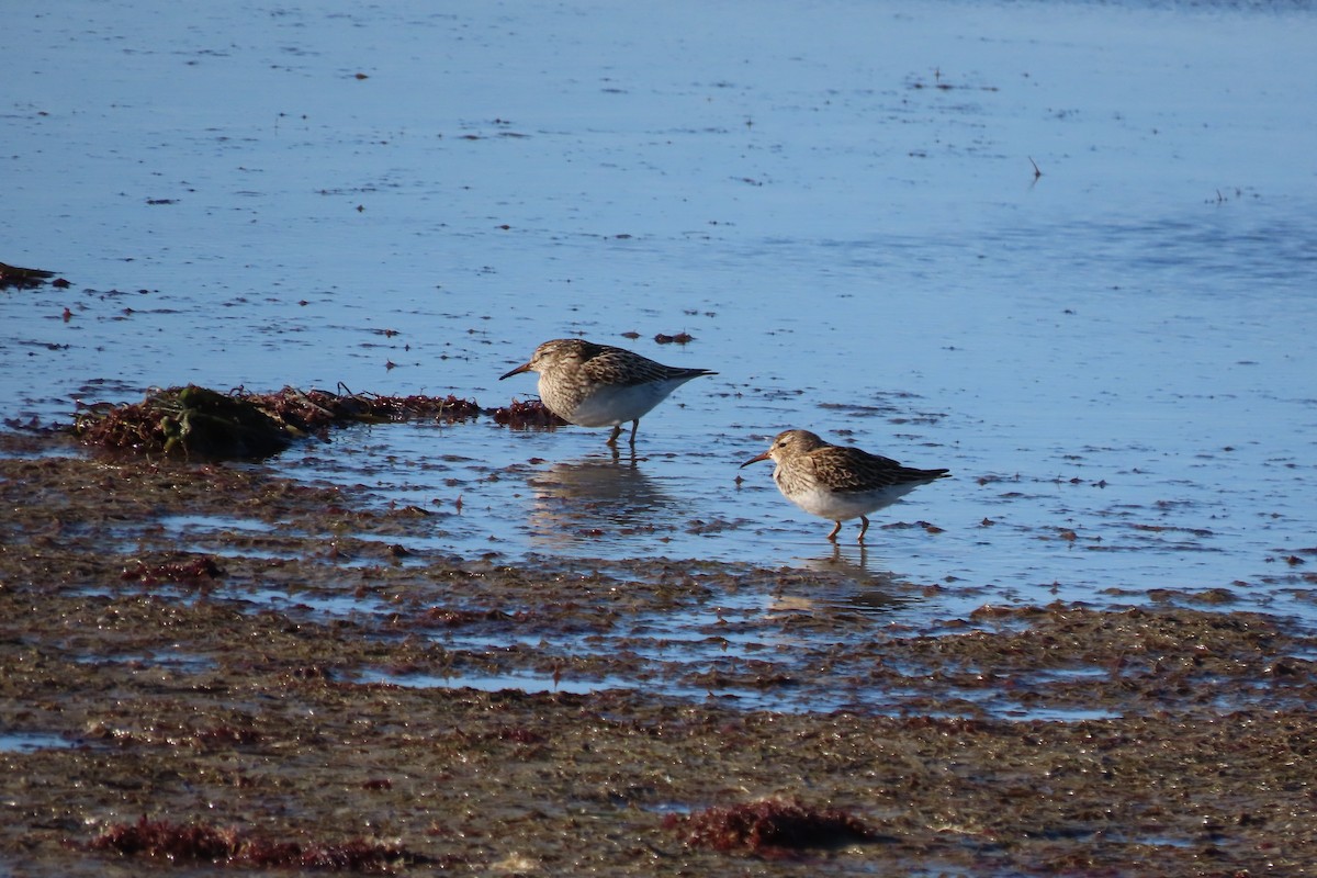 Pectoral Sandpiper - ML644012260