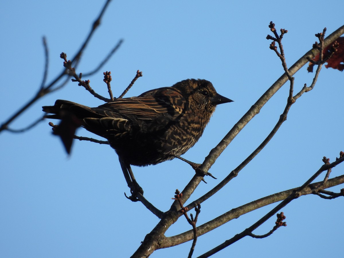 Red-winged Blackbird - ML644012261
