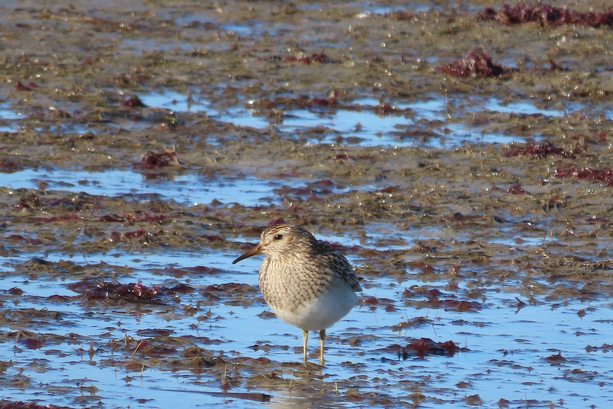 Pectoral Sandpiper - ML644012262