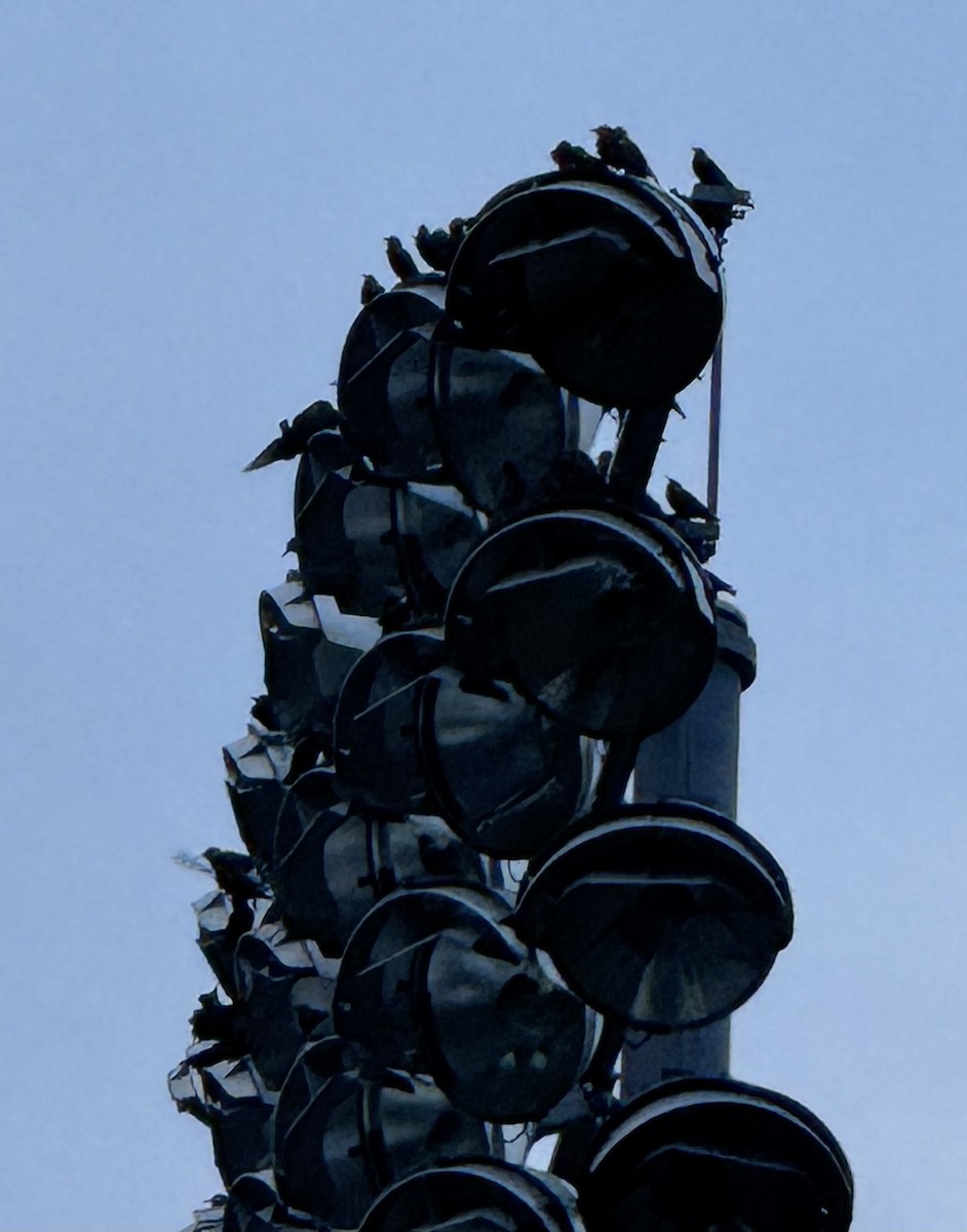European Starling - ML644012272