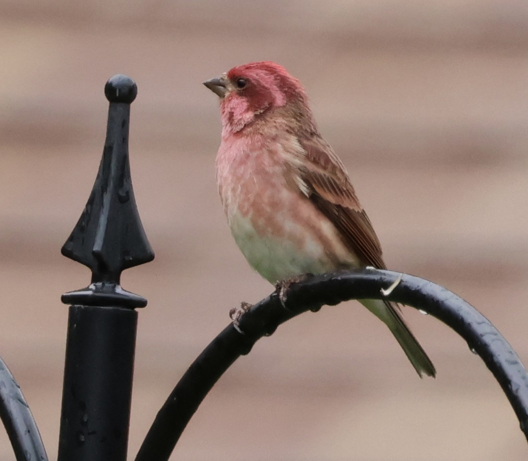 Purple Finch - ML644012303