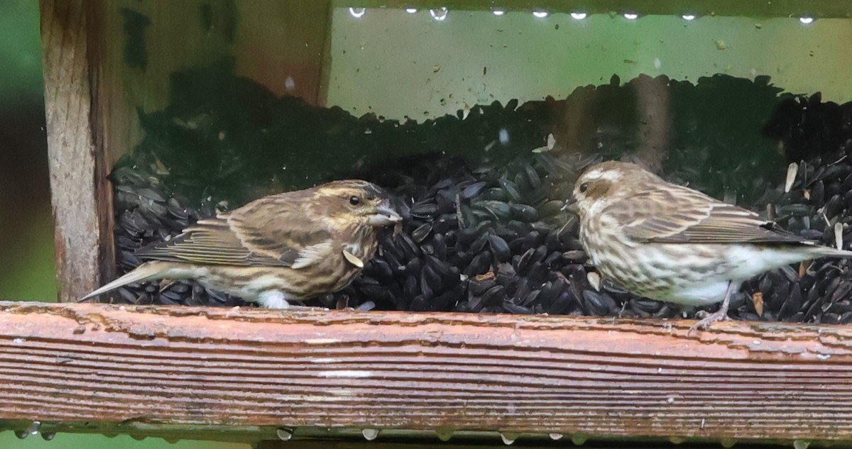 Purple Finch - ML644012304