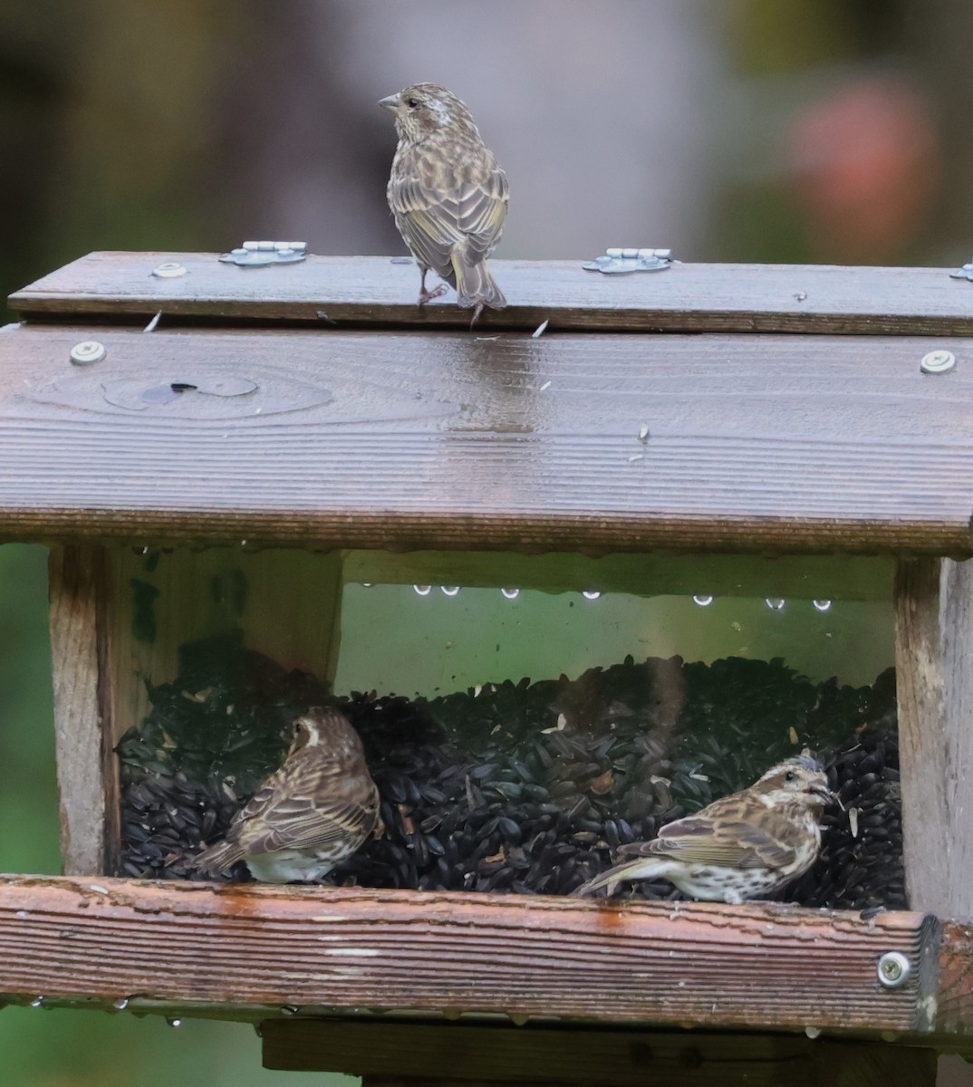 Purple Finch - ML644012305