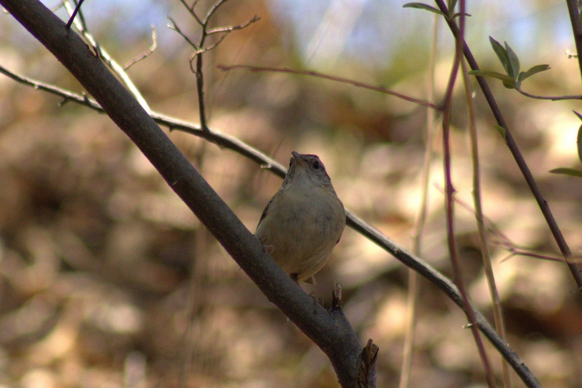 Carolina Wren - Logan Barnes