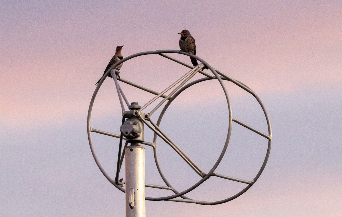Northern Flicker - ML644012311