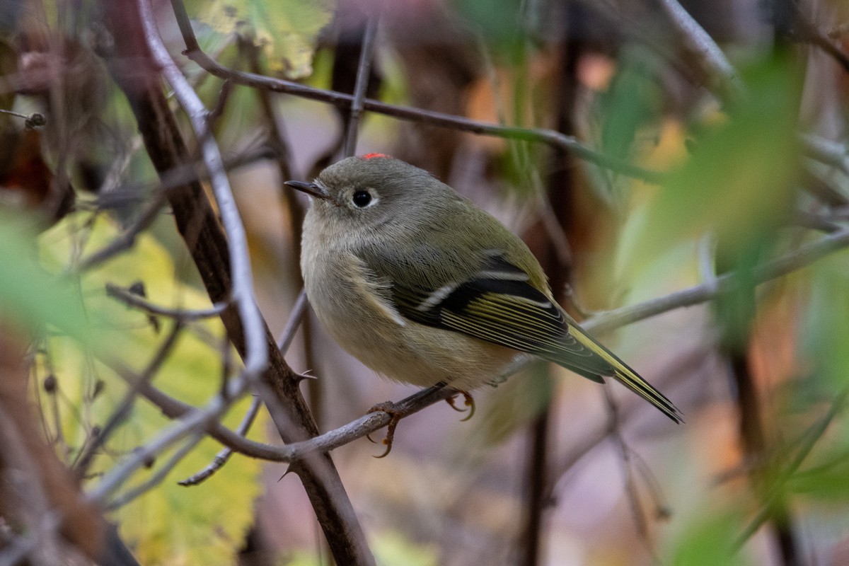 Ruby-crowned Kinglet - ML644012321