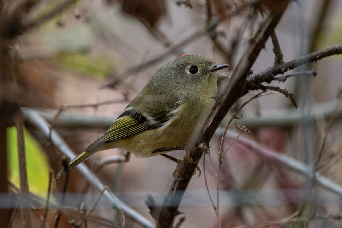 Ruby-crowned Kinglet - ML644012322