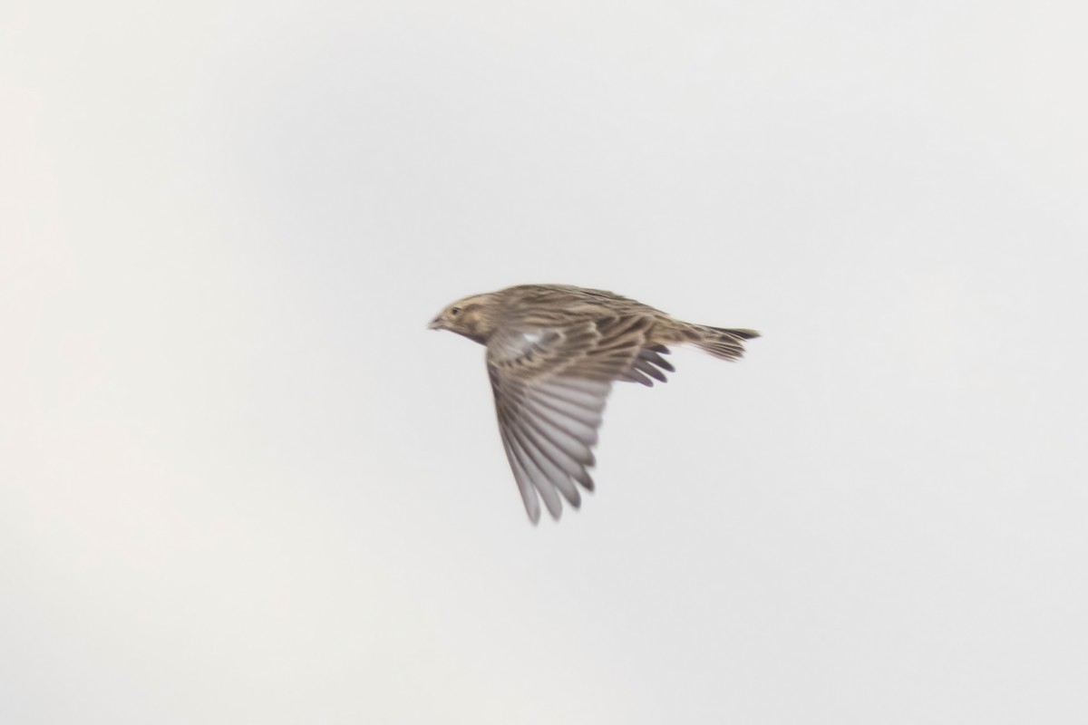アカエリツメナガホオジロ - ML644012326