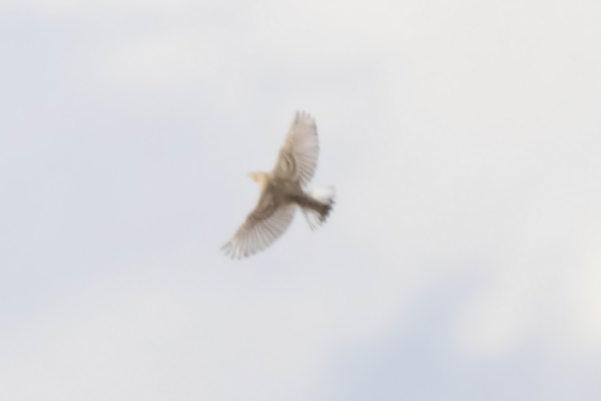 アカエリツメナガホオジロ - ML644012328