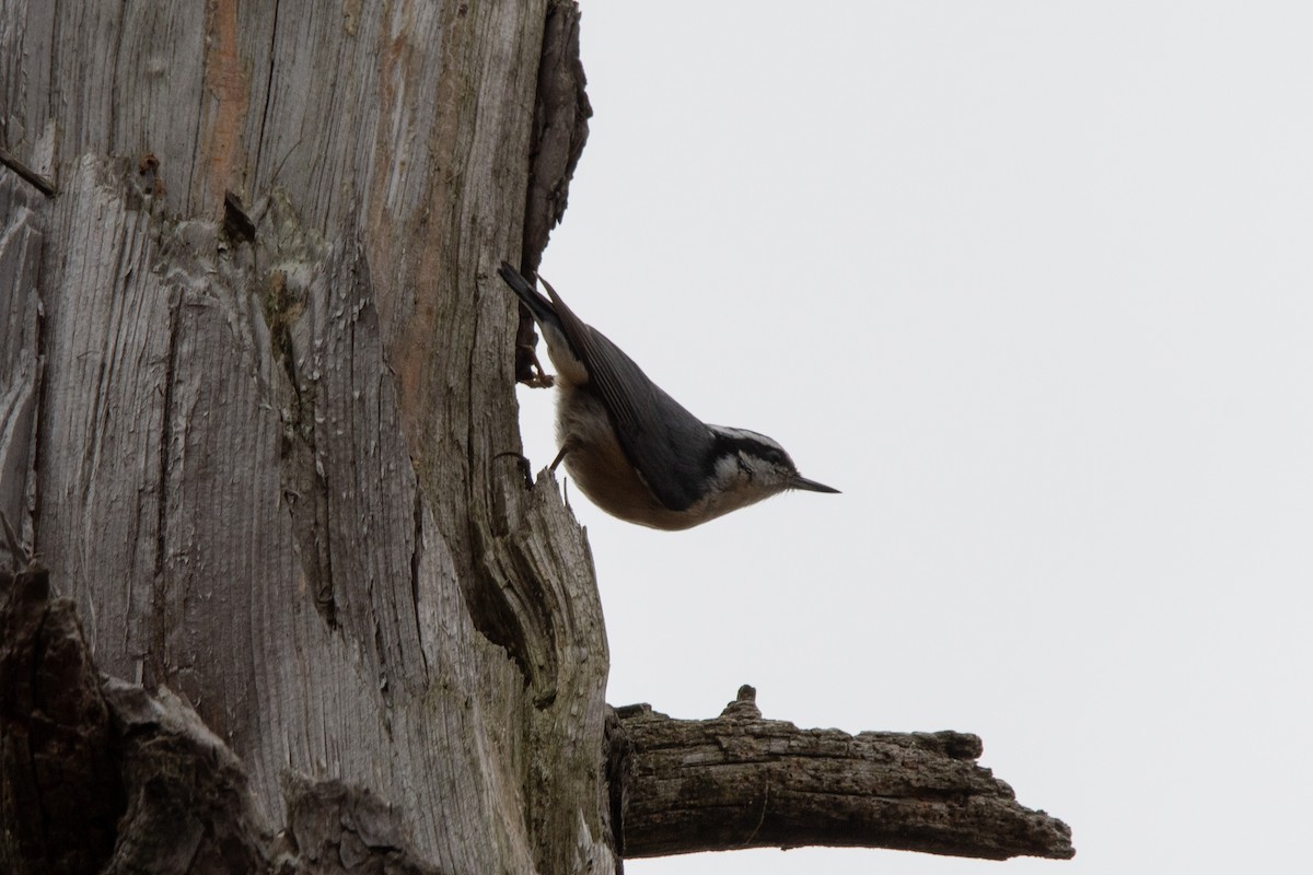 Red-breasted Nuthatch - ML644012333