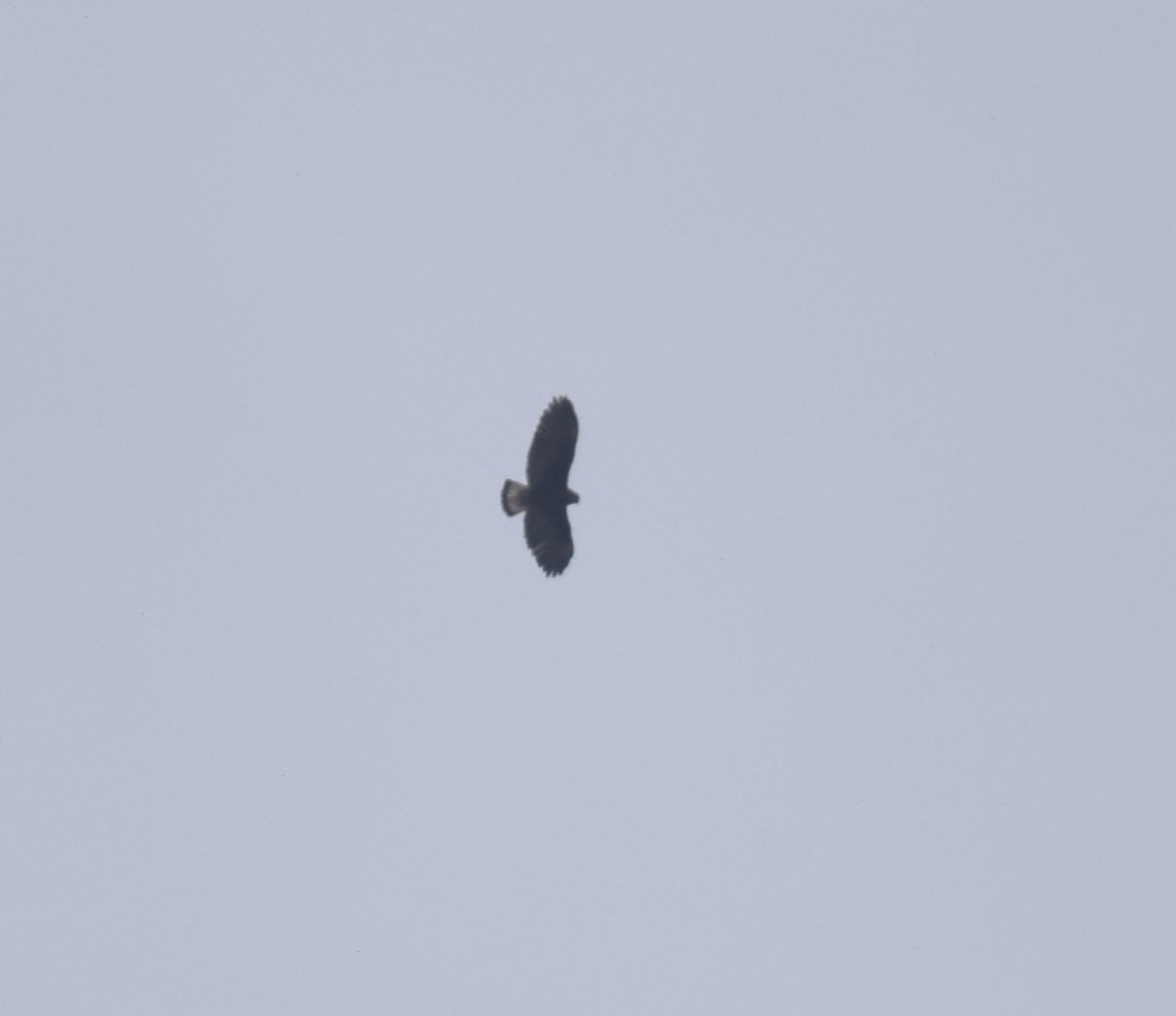 Variable Hawk - ML644012343