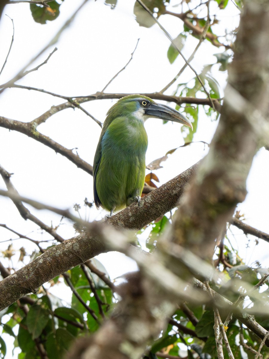 Blue-banded Toucanet - ML644012376