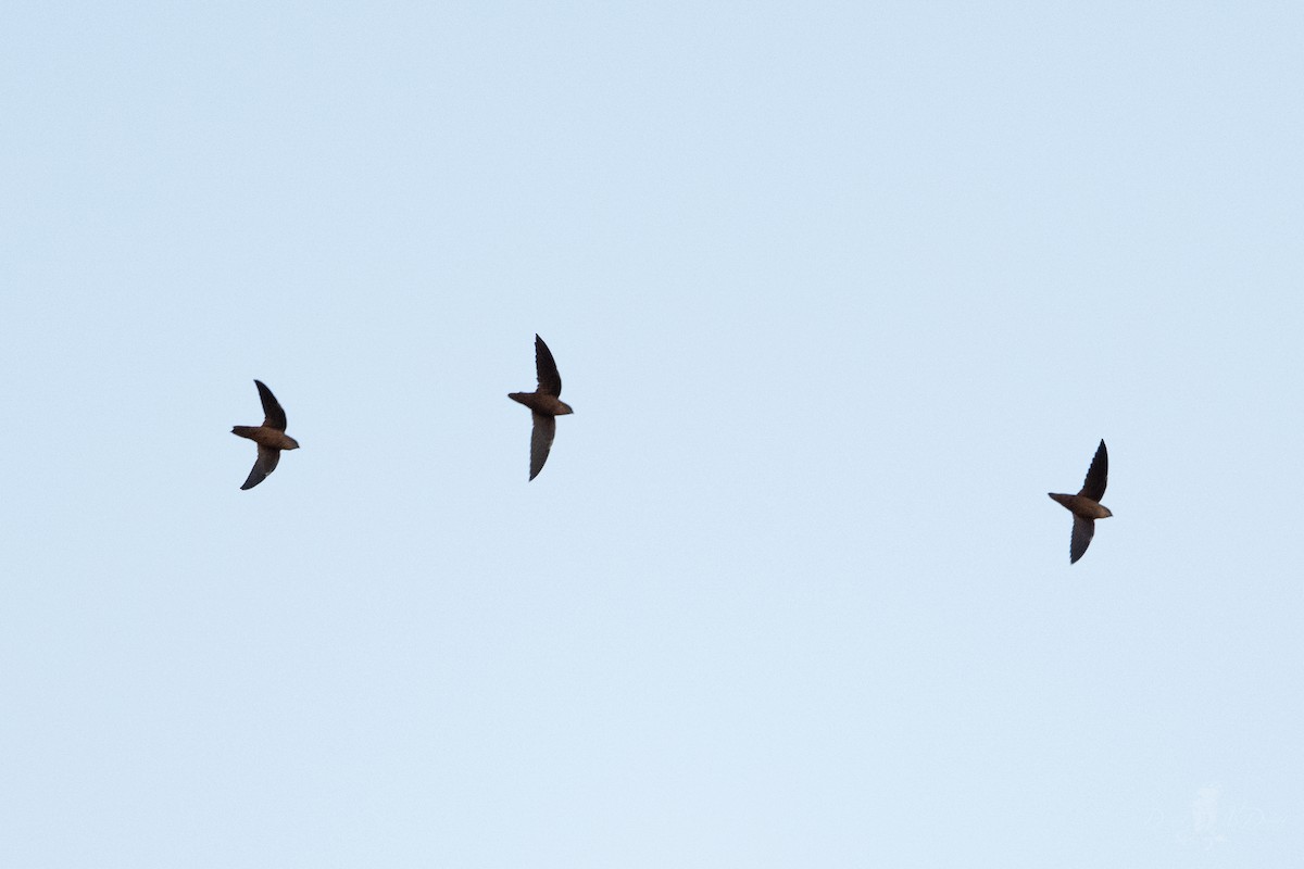 Vencejo de Chimenea - ML644012384