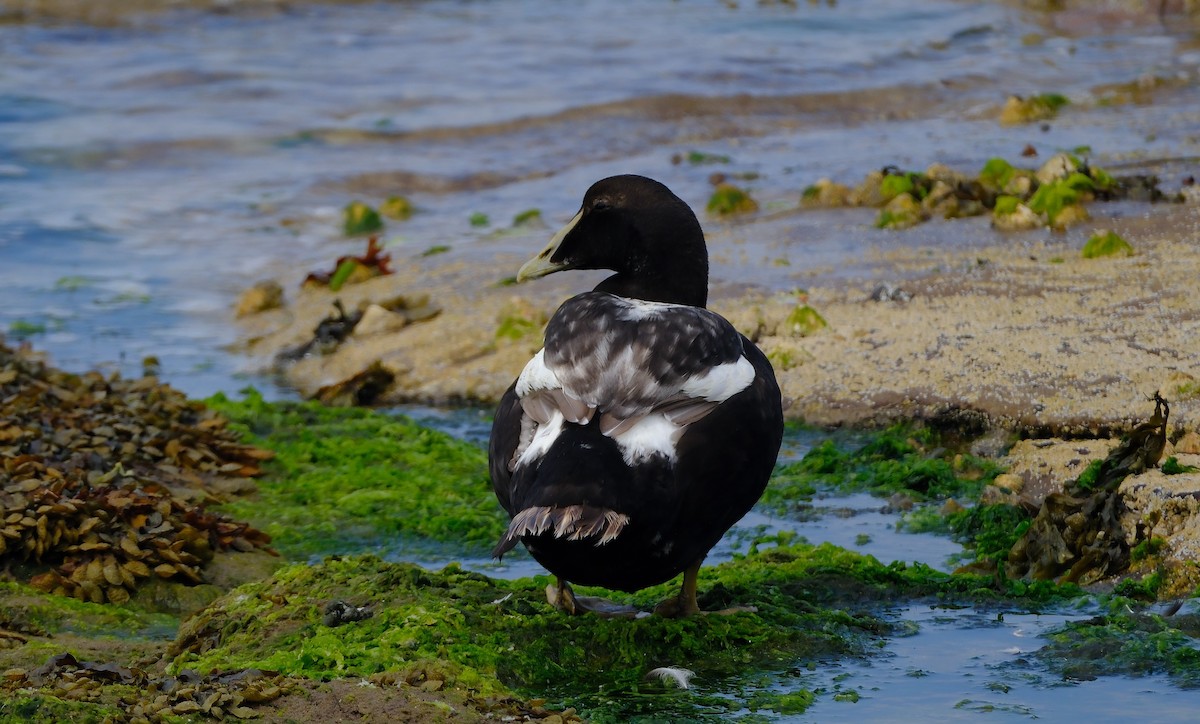 Eider à duvet - ML644012414