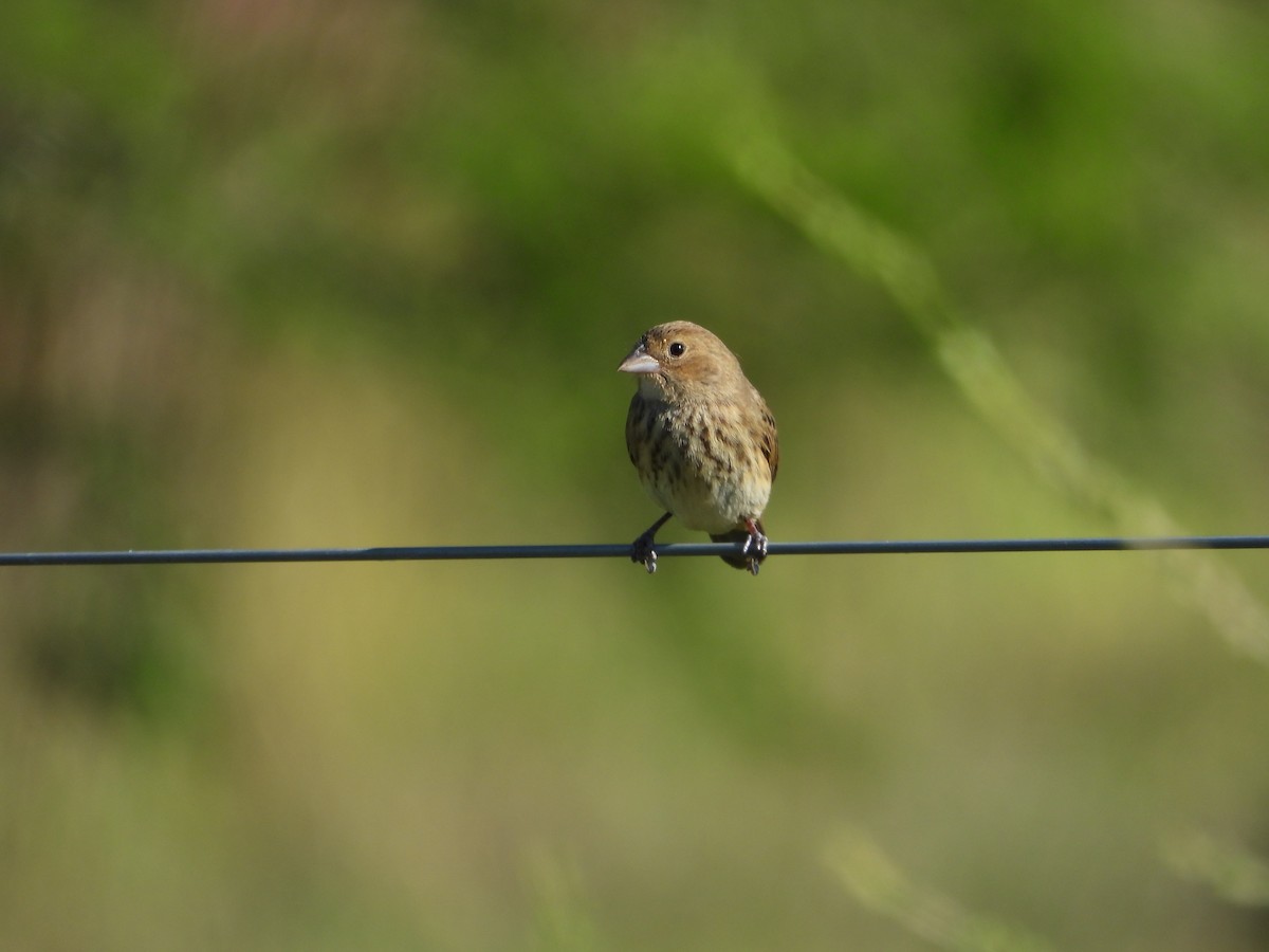 Blue-black Grassquit - ML644012415