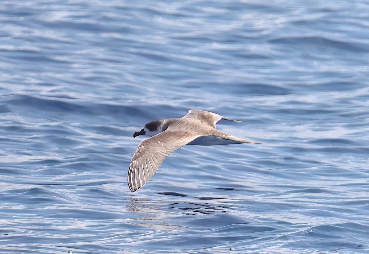 Robinsonsturmvogel - ML644012420