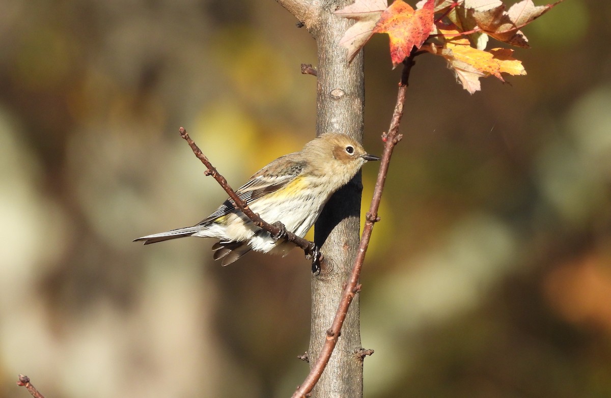 Yellow-rumped Warbler - ML644012434