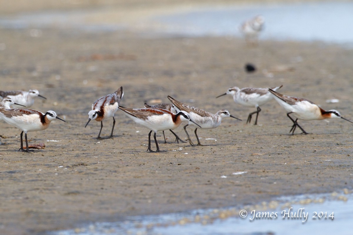 Wilson's Phalarope - ML644012435
