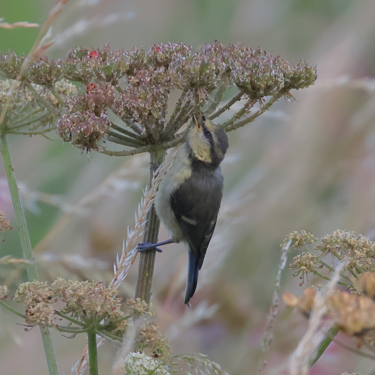 Eurasian Blue Tit - ML644012436