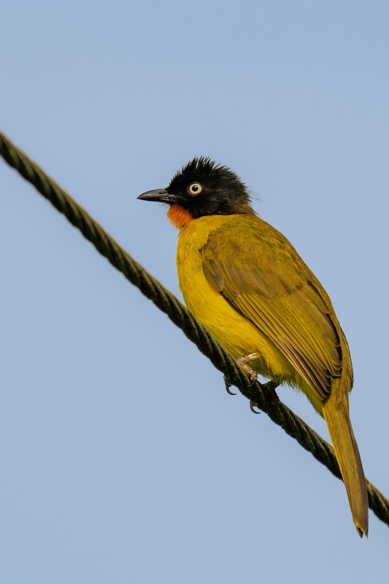 Flame-throated Bulbul - ML644012459