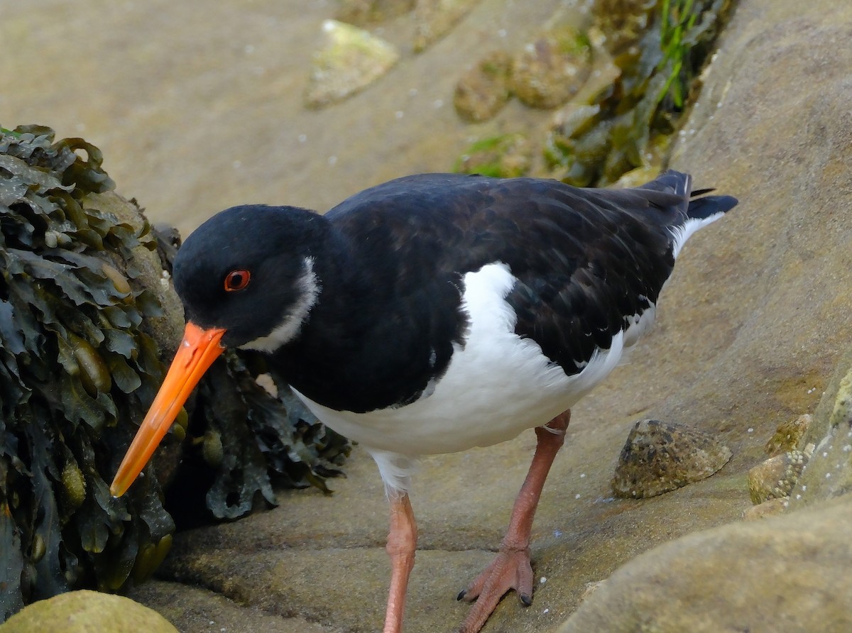 Huîtrier pie - ML644012471