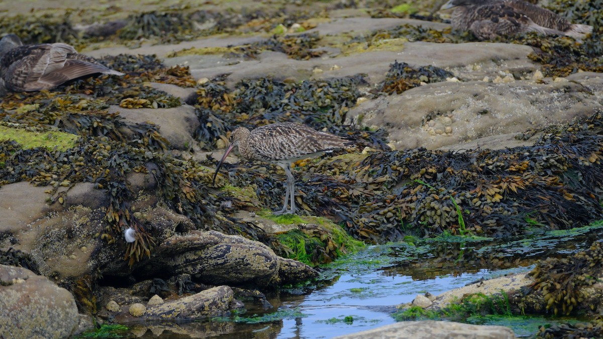 Courlis cendré - ML644012481