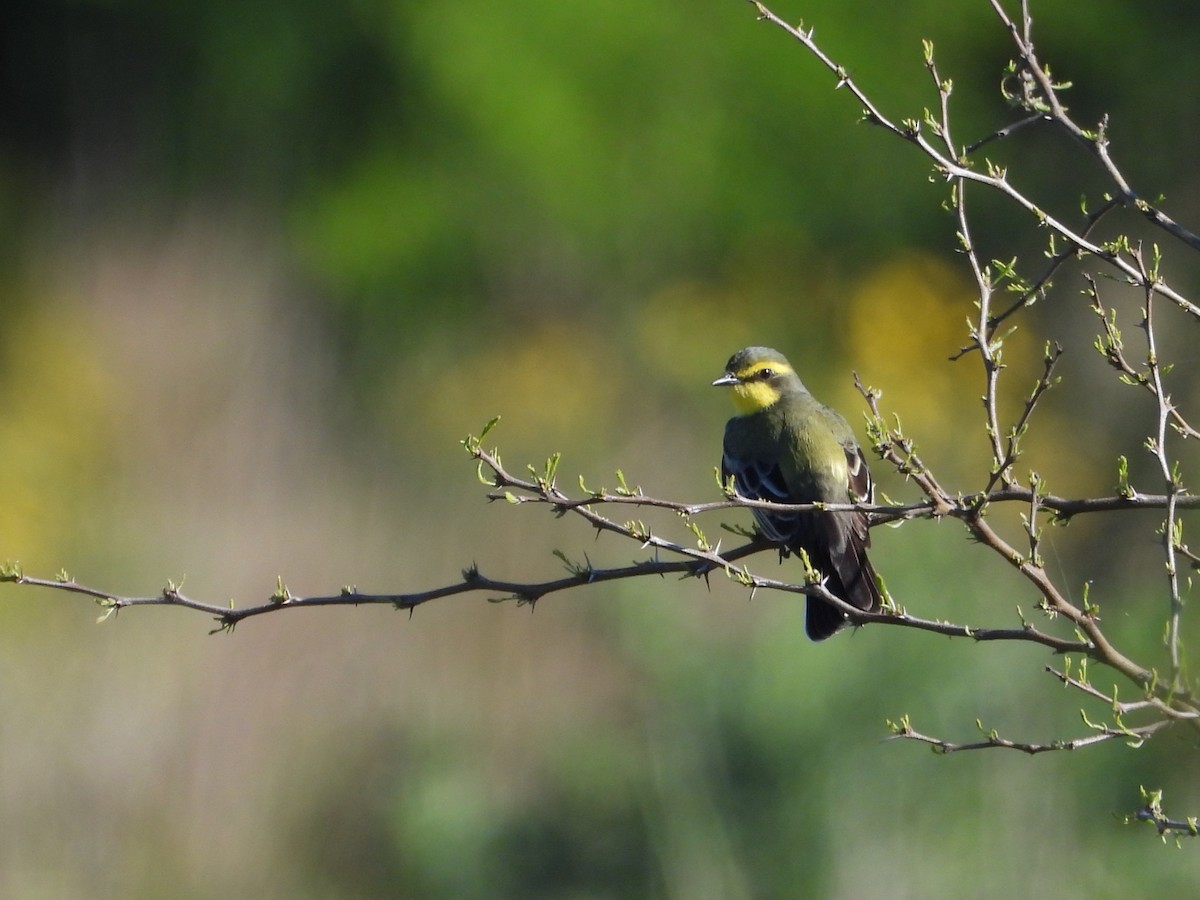 キマユタイランチョウ - ML644012496