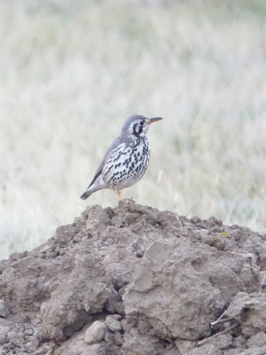 Groundscraper Thrush - ML644012502