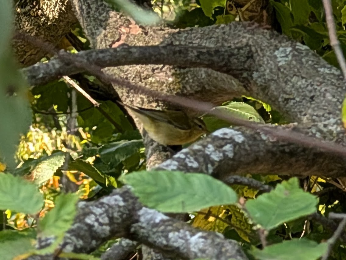 Orange-crowned Warbler - ML644012503
