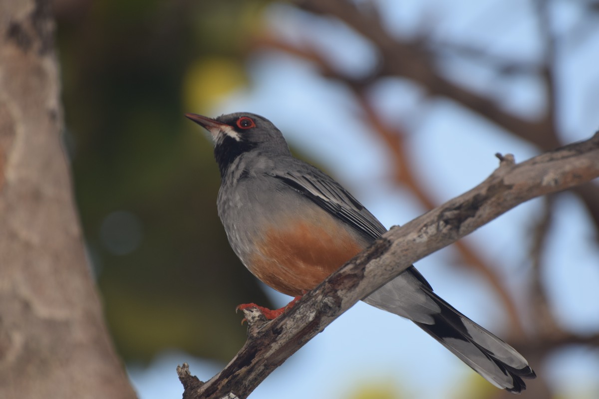 Western Red-legged Thrush - ML644012505